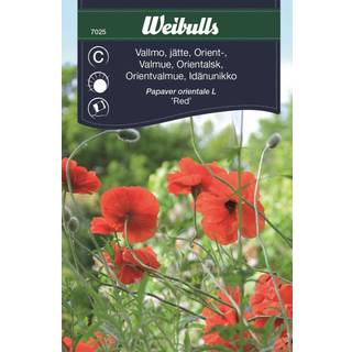 Blomsterfrø (Valmue papaver orientale L 'Red')