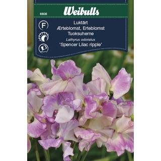 Ærteblomst frø (Lathyrus odoratus 'Spencer Lilac ripple')