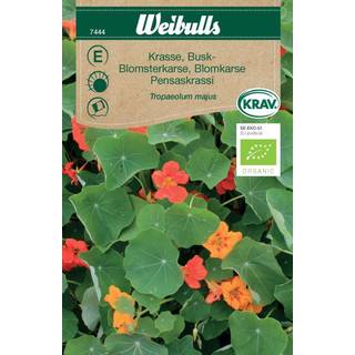 Blomsterfrø (Blomsterkarse Tallerkensmækker tropaeolum majus) Økologisk