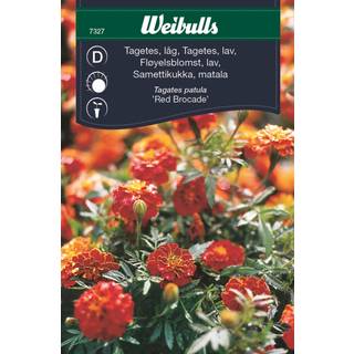 Blomsterfrø (Tagetes Lav 'Red Brocade')