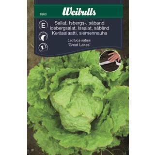 Icebergsalat, såbånd 'Great Lakes' (På lager i butik)