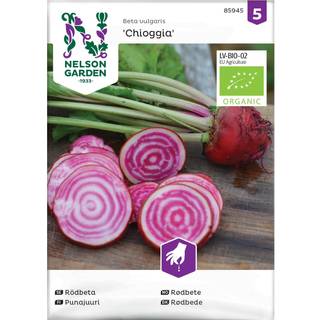 Rødbede 'Chioggia' Øko