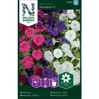 Minipetunia 'Picobella' F1 Mix