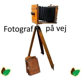 Elefantgræs 'Flamingo'