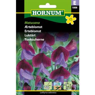 Ærteblomst tofarvet mørkeblå og violette blomster &quot;Matucana&quot; - Blomsterfrø