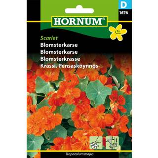Blomsterkarse rød &quot;Scarlet&quot; - Blomsterfrø
