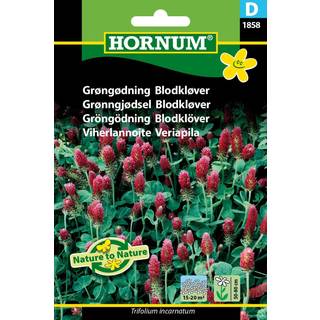 Blodkløver blomsterfrø - Grøngødning