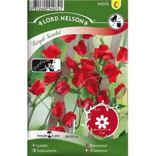 Ærteblomst 'Royal Scarlet'