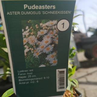 Pudeasters 'Schneekissen'
