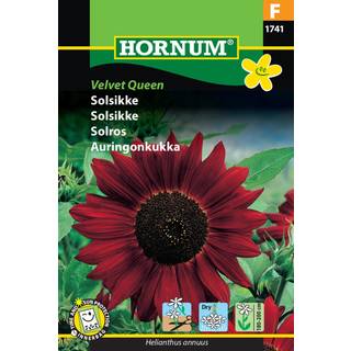 Solsikke frø - Rubinrød solsikke &quot;Velvet Queen&quot; - Solsikkefrø / Blomsterfrø