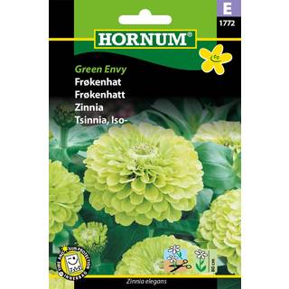 Frøkenhat Limegrøn - Green Envy - Usædvanlig farve - Blomsterfrø