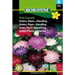 Pæon Asters - Blanding - Blomsterfrø - Farverig og meget holdbar snitblomst