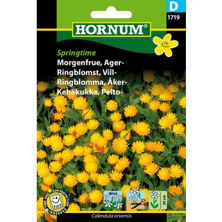 Morgenfrue frø til Ager-morgenfrue - Blomsterfrø