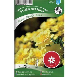 Fløjlsblomst 'Alumia Vanilla Cream'