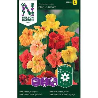 Slyngblomsterkarse 'Glorius Gleam'
