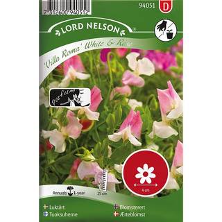 Ærteblomst 'Villa Roma' Hvid-Rosa
