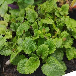 Citronmelisse
