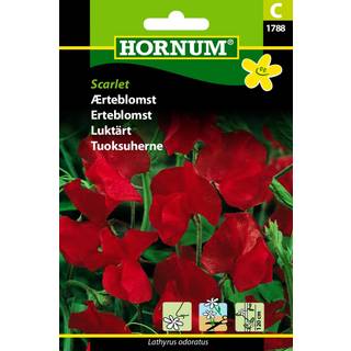 Ærteblomst Rød &quot;Scarlet&quot; - Blomsterfrø