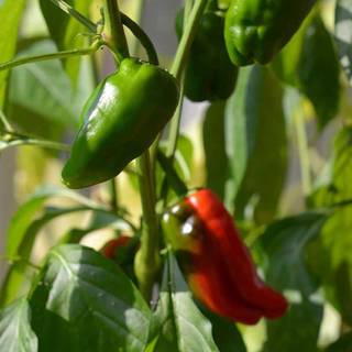 Chilipeber 'Padron'