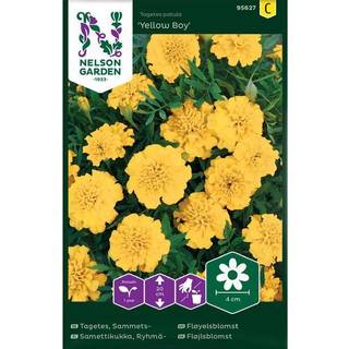 Fløjlsblomst 'Yellow Boy'