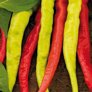 Chilipeber 'Lombardo'
