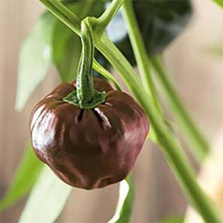 Chilipeber 'Chiluacle Negro'