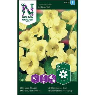 Slyngblomsterkarse 'Milkmaid'
