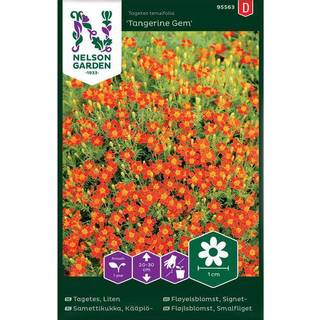 Fløjlsblomst 'Tangerine Gem'