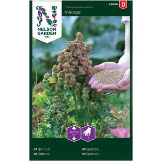 Quinoa 'Vikinga'