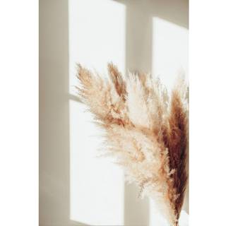 Pampas Plakat - Beige