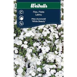 Blomsterfrø (Floks 'White Beauty')*