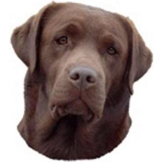 LABRADOR BRUN STOR DEKAL