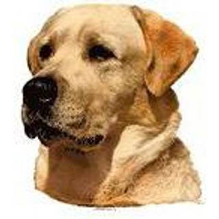 gul labrador dekal 2 stk