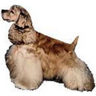KW AMERICAN COCKER SPANIEL 14 CM / 2 STK