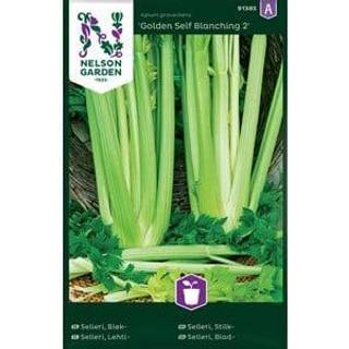 Bladselleri 'Golden Self Blanching 2'