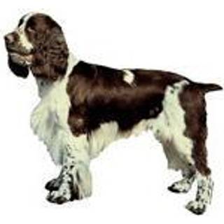 Dekal stor springer spaniel