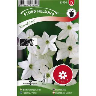 Høj Jasminprydtobak 'Grandiflora'