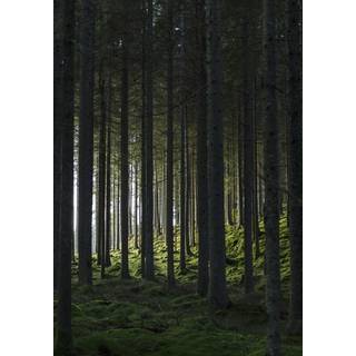 Venture Design Woods poster 21 x 30 cm Sort/grøn