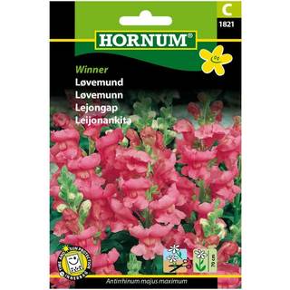 Løvemund Winner - Blomsterfrø