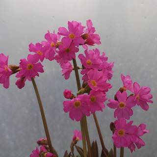 Rosenprimula 'Gigas'