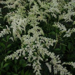 Astilbe 'Brautschleir'