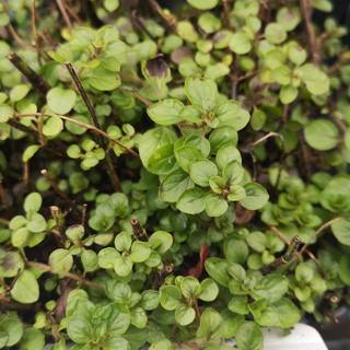 Oregano 'Compactum'