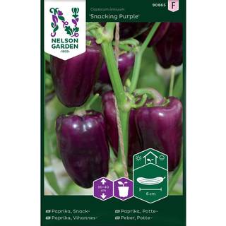 Sød Peber 'Snacking Purple'