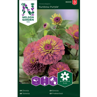 Frøkenhat 'Sunbow Purple'