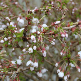 Fuji-Kirsebær - Prunus incisa ´Kojou-no-mai´ stammehøjde 50 cm