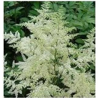 Astilbe 'Deutschland'