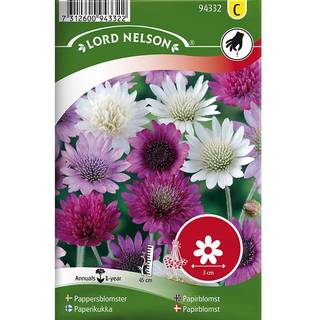 Enårig Papirblomst Mix