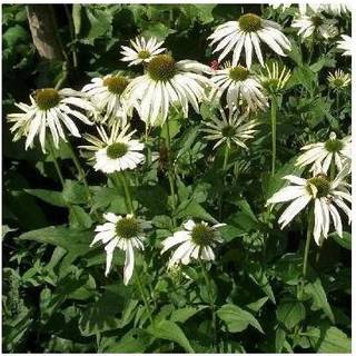 Hvid Solhat 'White Swan'