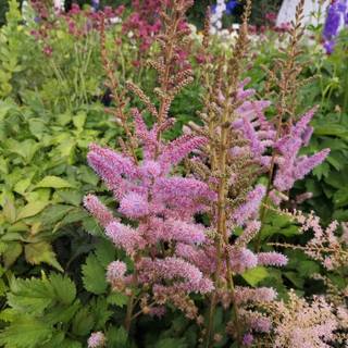 Astilbe 'Pumila'