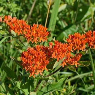 Orange-Silkeplante
